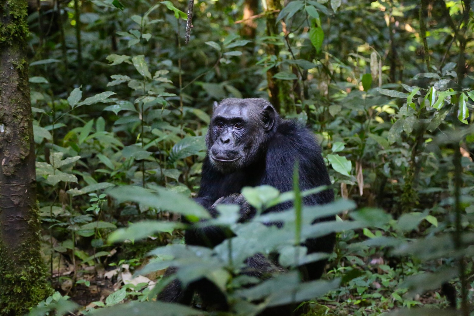 Koudlam défend nos ancêtres les singes dans son clip Sourdoreille